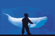 beluga